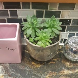 Meet your Posher, Molly